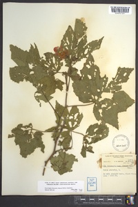 Rubus odoratus image