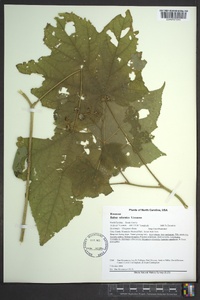 Rubus odoratus image