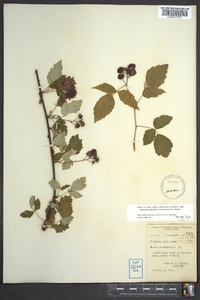 Rubus occidentalis image