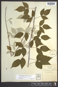 Rubus occidentalis image