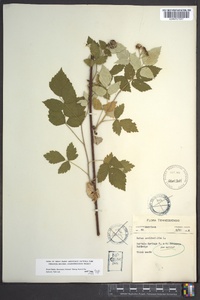 Rubus occidentalis image