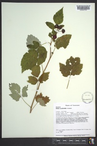 Rubus occidentalis image