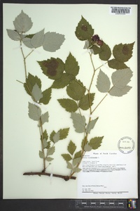 Rubus occidentalis image