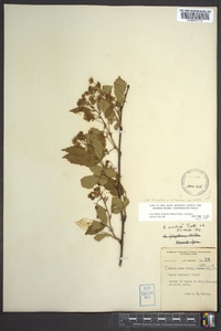 Rubus flagellaris image