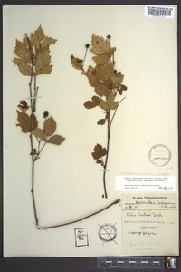 Rubus flagellaris image