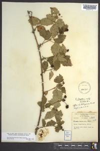 Rubus flagellaris image