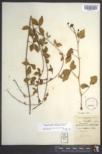 Rubus flagellaris image