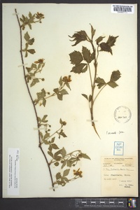 Rubus flagellaris image