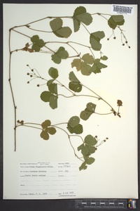 Rubus flagellaris image