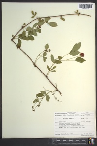 Rubus flagellaris image