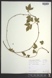 Rubus flagellaris image