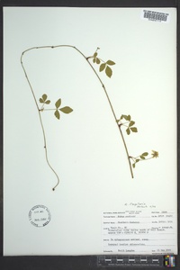 Rubus flagellaris image