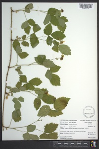 Rubus flagellaris image