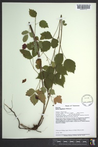 Rubus flagellaris image