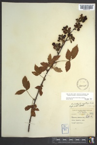 Rubus argutus image