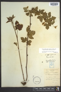 Rubus argutus image