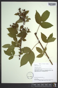 Rubus argutus image