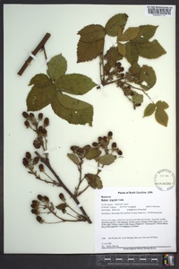 Rubus argutus image