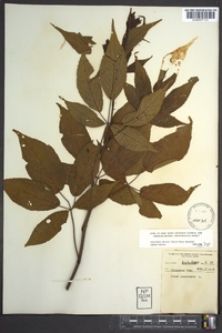 Rubus canadensis image