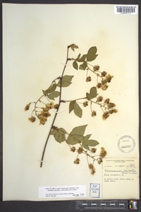 Rubus canadensis image