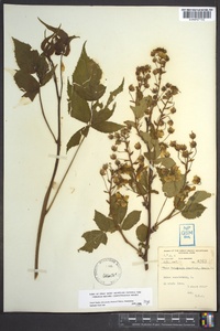 Rubus canadensis image