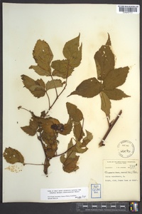 Rubus canadensis image