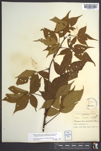 Rubus canadensis image