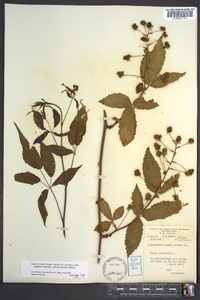 Rubus canadensis image