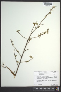 Elaeagnus umbellata image