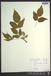 Rubus canadensis image