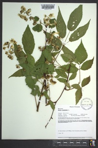 Rubus canadensis image