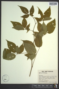 Rubus canadensis image