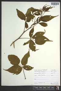 Rubus canadensis image