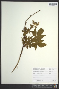 Rubus canadensis image