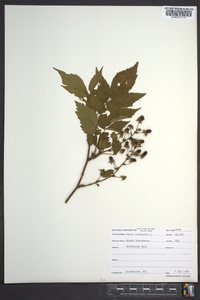 Rubus canadensis image