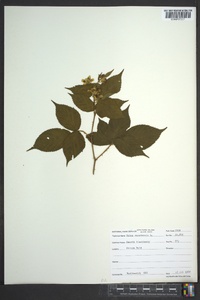 Rubus canadensis image