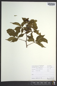 Rubus canadensis image