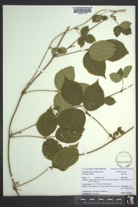 Rubus trivialis image