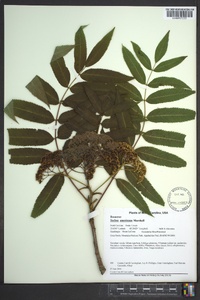 Sorbus americana image