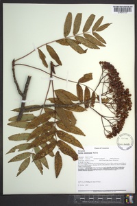 Sorbus americana image