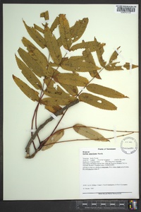 Sorbus americana image