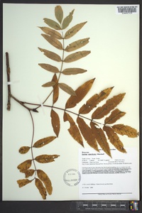 Sorbus americana image