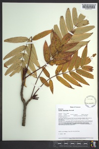 Sorbus americana image