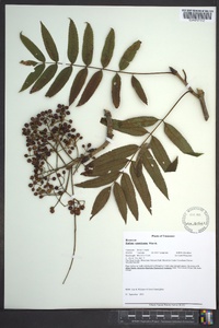 Sorbus americana image