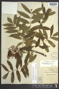 Sorbus americana image