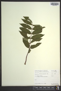 Sorbus americana image