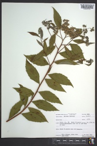 Spiraea japonica image