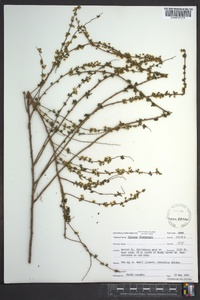 Spiraea thunbergii image