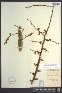 Ulmus alata image