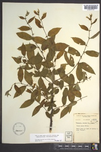 Ulmus alata image